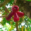 Mountain apple: Malay, Water, or Rose apple 