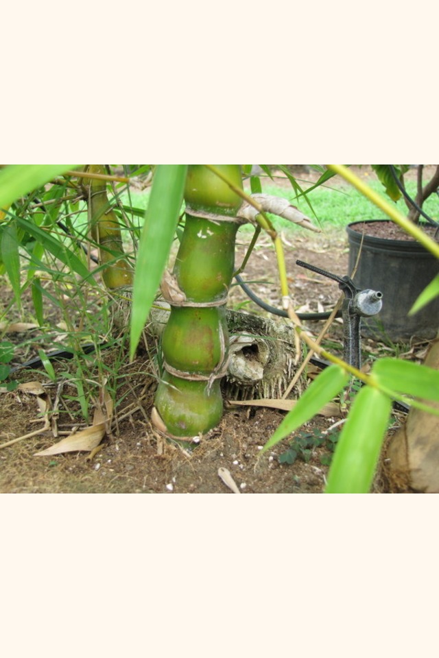 Slider_buddha_belly_bamboo__bambusa_vulgaris_wamin__trunk