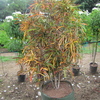 Thumb_croton_multicolor__croton_variegatum_
