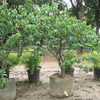 Thumb_jalapa_morada__cryptostegia_grandiflora_