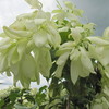 Thumb_musseanda_blanca__mussaenda_erythrophylla__white_flower