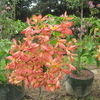 Red flag bush, Tropical Dogwood 