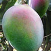 Mango "Keitt"