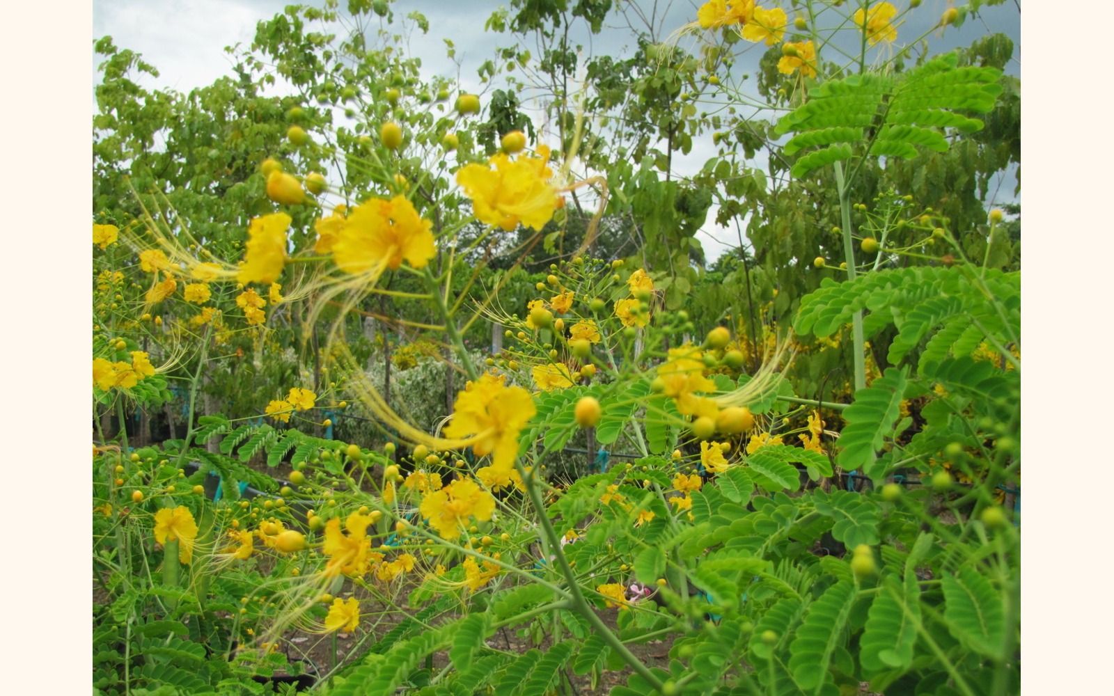 Slider_big_malinchillo_amarillo__caesalpinia_pulcherrima__flower_3