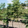 Thumb_jacaranda_02