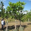 Wild Cashew