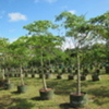 Thumb_thumb_img_6620