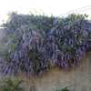 Queen's Wreath, Sandpaper or Bluebird Vine 